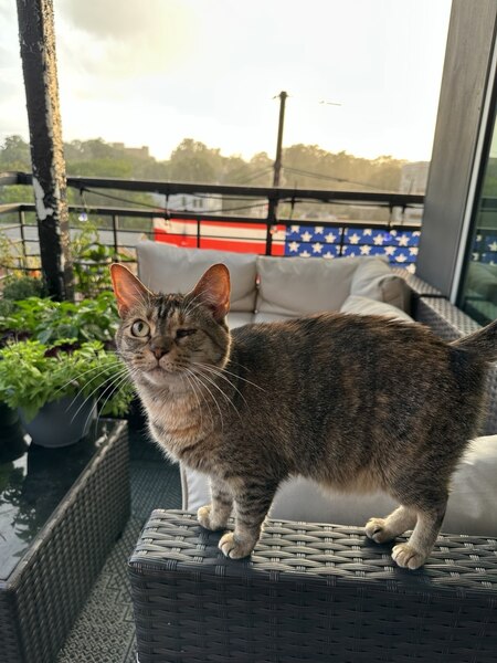 Entry image for Georgia (Georgie). Clicking this image will show a larger photo