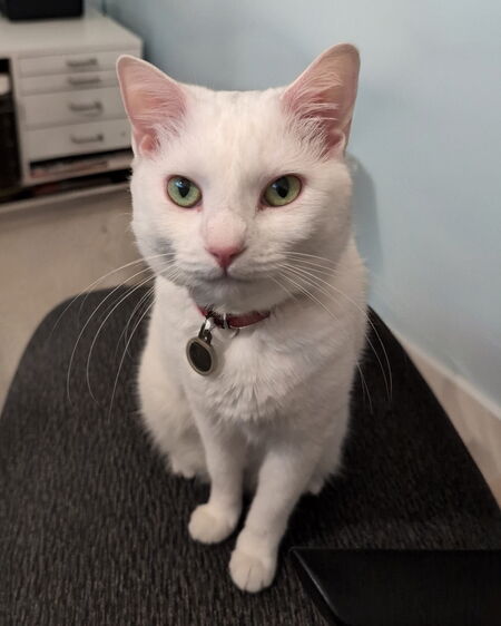 Entry image for Penny (Shelby). Clicking this image will show a larger photo