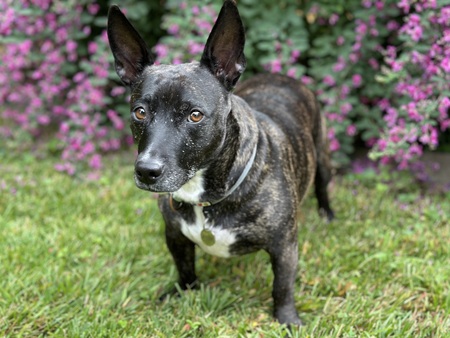 Entry image for Clover. Clicking this image will show a larger photo