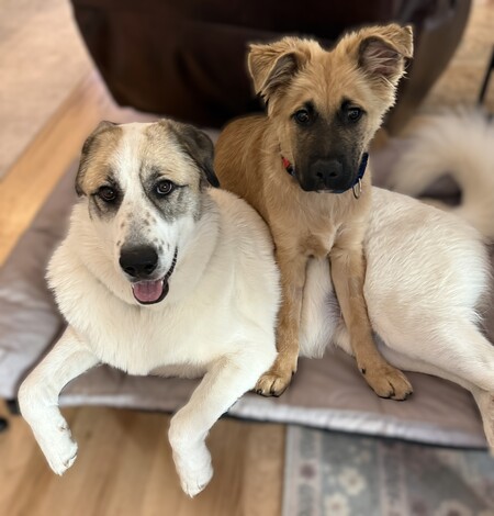 Entry image for Freckles and Fozzy. Clicking this image will show a larger photo