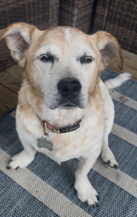 Entry image for Moose. Clicking this image will show a larger photo