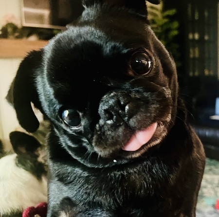 Entry image for Peanut. Clicking this image will show a larger photo
