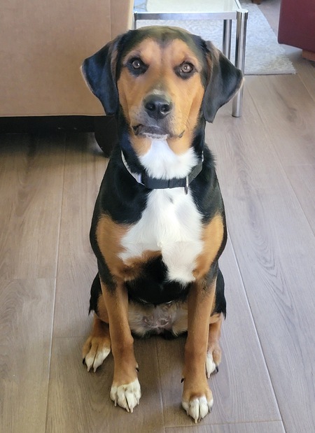 Entry image for Delilah. Clicking this image will show a larger photo