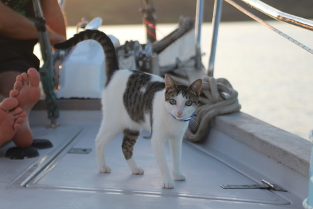 Entry image for Coco. Clicking this image will show a larger photo
