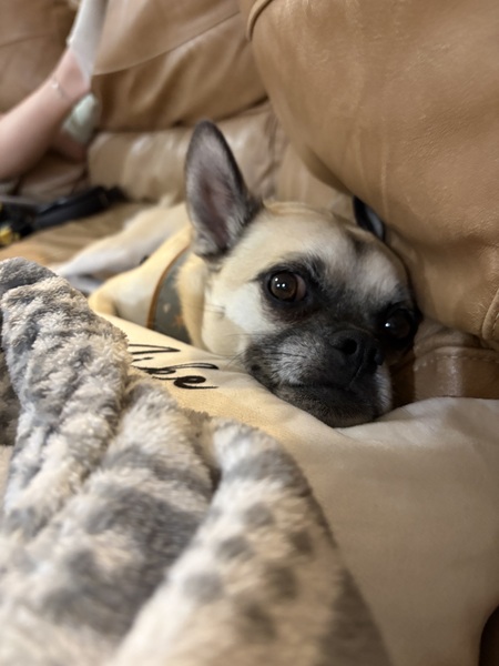 Entry image for Rocky. Clicking this image will show a larger photo
