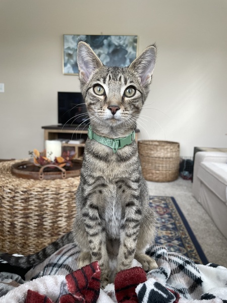 Entry image for Giovanni the Cat Dog. Clicking this image will show a larger photo