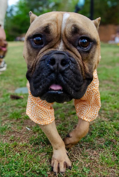Entry image for Wally. Clicking this image will show a larger photo