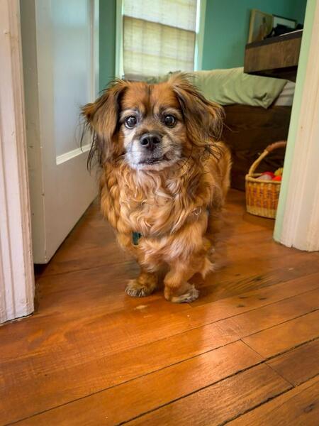 Entry image for Winston. Clicking this image will show a larger photo