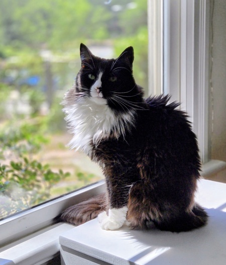 Entry image for Pepa. Clicking this image will show a larger photo