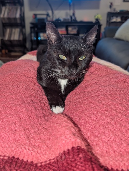 Entry image for Corky. Clicking this image will show a larger photo
