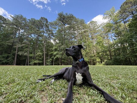 Entry image for Mookie. Clicking this image will show a larger photo