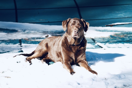 Entry image for Bodhi. Clicking this image will show a larger photo