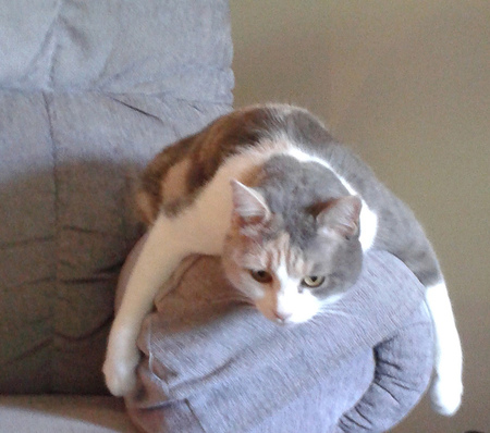 Entry image for Misty. Clicking this image will show a larger photo