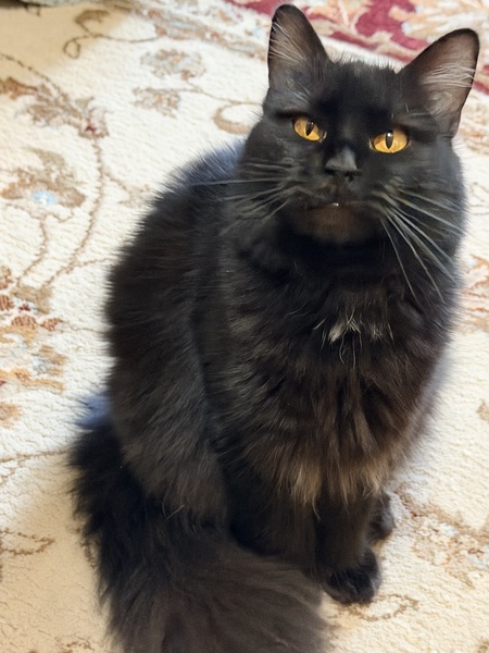 Entry image for Missy. Clicking this image will show a larger photo