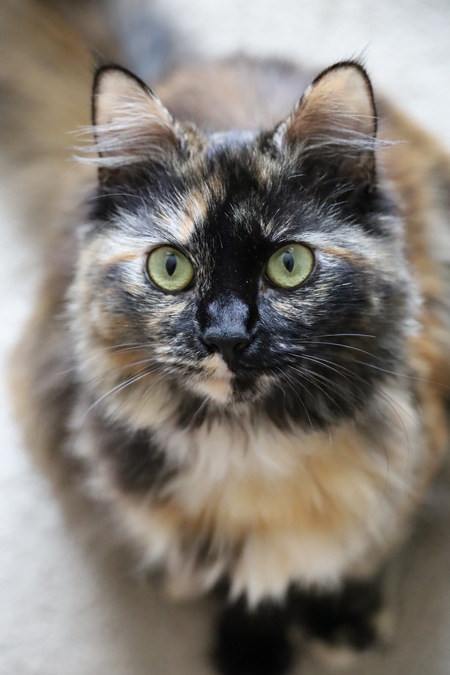 Entry image for Mocha. Clicking this image will show a larger photo