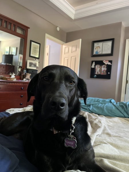 Entry image for Piper. Clicking this image will show a larger photo