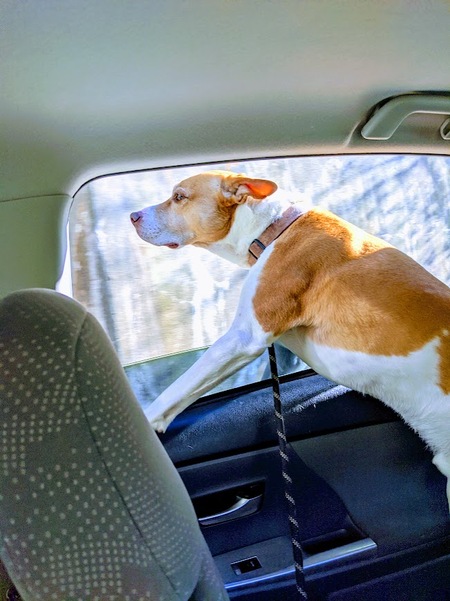 Entry image for Bodhi. Clicking this image will show a larger photo