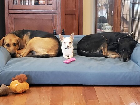 Entry image for Arwen, Steve, & Kobyjack (Rescue Pack). Clicking this image will show a larger photo