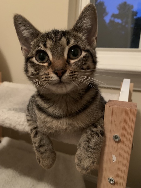 Entry image for Peanut. Clicking this image will show a larger photo