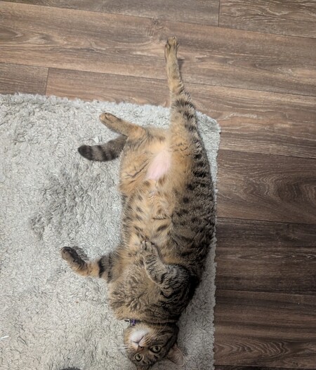 Entry image for Penny. Clicking this image will show a larger photo