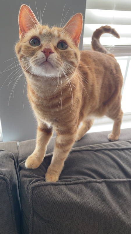 Entry image for Turnip. Clicking this image will show a larger photo