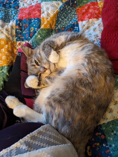 Entry image for Cici. Clicking this image will show a larger photo