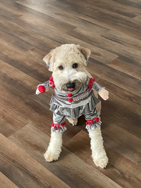 Entry image for Simba. Clicking this image will show a larger photo