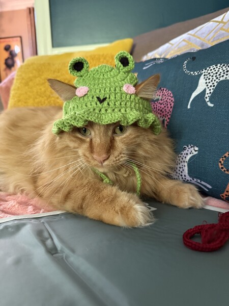 Entry image for Theo The Theadorable . Clicking this image will show a larger photo