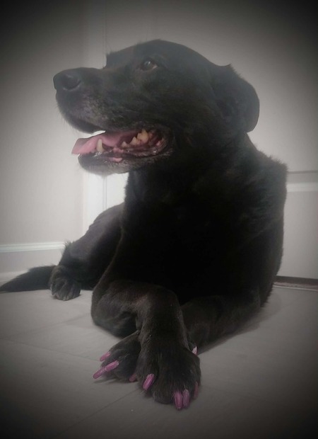 Entry image for Luna Lynn. Clicking this image will show a larger photo