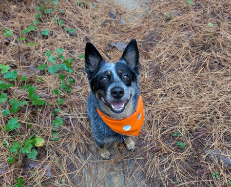 Entry image for Bandit . Clicking this image will show a larger photo