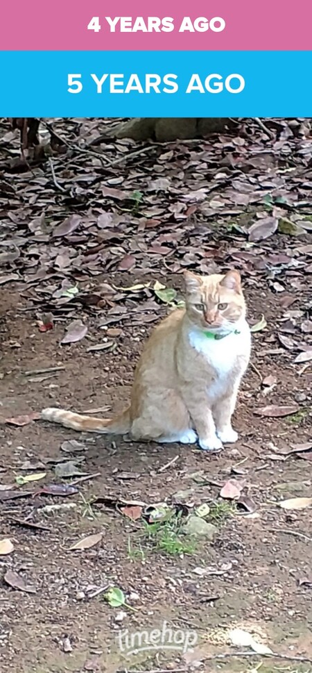 Entry image for Lucy . Clicking this image will show a larger photo