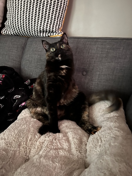 Entry image for Olive . Clicking this image will show a larger photo