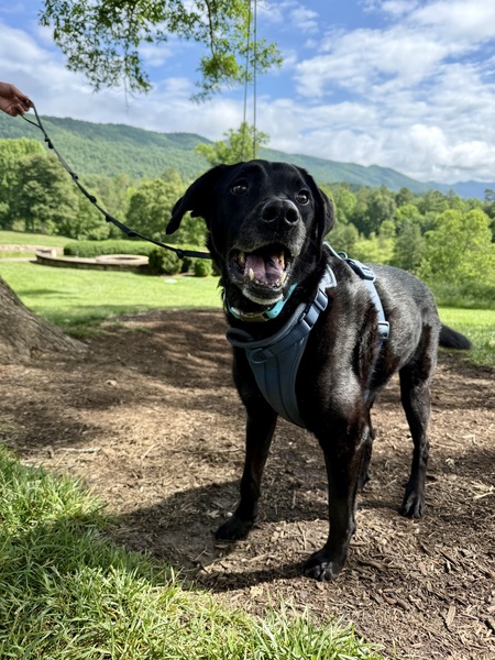 Entry image for Duke. Clicking this image will show a larger photo