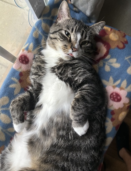 Entry image for Lil Bub. Clicking this image will show a larger photo