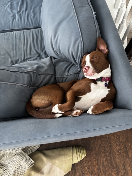Entry image for Bailey. Clicking this image will show a larger photo