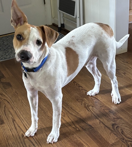 Entry image for Biscuit. Clicking this image will show a larger photo