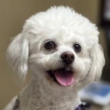 Entry image for Dior Marguerite 