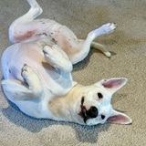 Entry image for Dexter