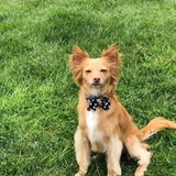 Entry image for Thor