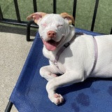 Entry image for Coconut 