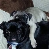 Entry image for Daisy & Smitty