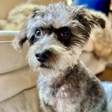 Entry image for Chewy Louie