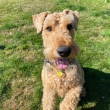 Entry image for Woody