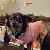 Entry image for Cricket