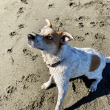 Entry image for Chilli