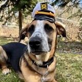 Entry image for Henry Bandito