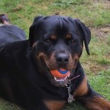 Entry image for Tilli