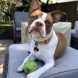 Entry image for Herbert