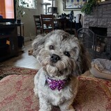 Entry image for Barron the Mighty 