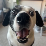 Entry image for Charlie 